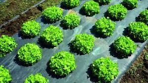 Report on Biodegradable Mulch Film Market Research 2027 - Value Market Research