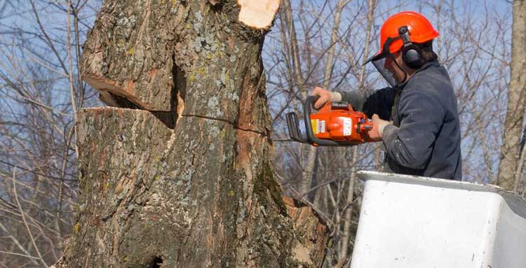 Tree Surgeons Dulwich