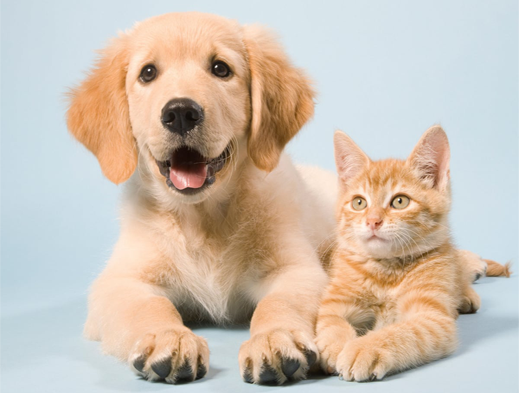 Dog walker services in Delhi