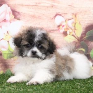 buy puppies online