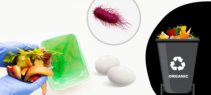 Salmonella and Eggs: The real dangers and how to prevent them