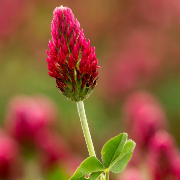 Brief Analysis on Red Clover Market 2021 Industry Trends and Future Growth Predictions