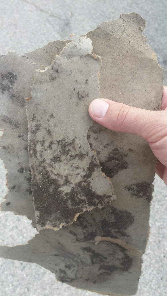 Why do you need to be cautious of mold in your house?