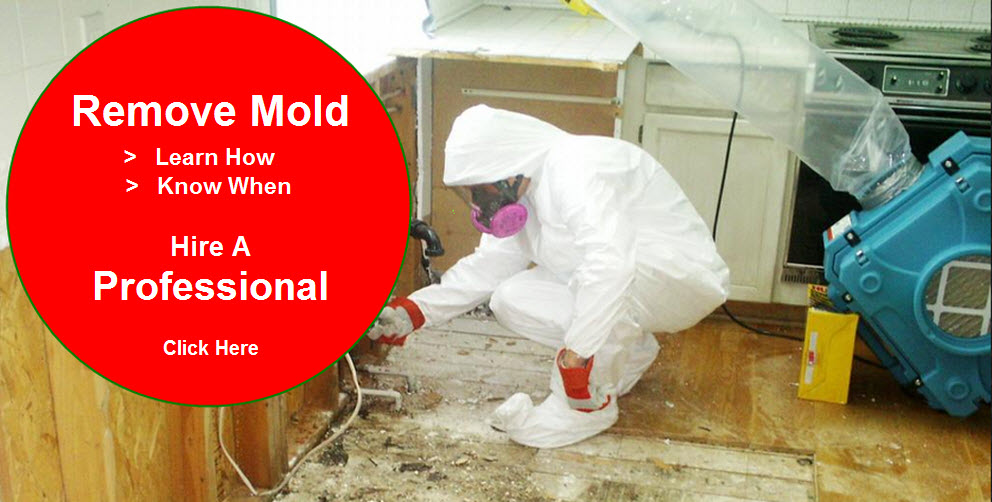 Ensuring a Healthy Home: Vital Steps in Removing Mold Caused by Water Damage