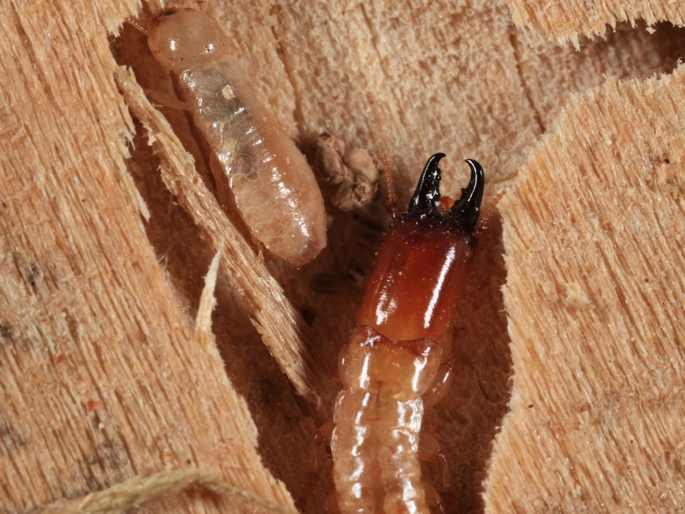 Termite Control Services Austin