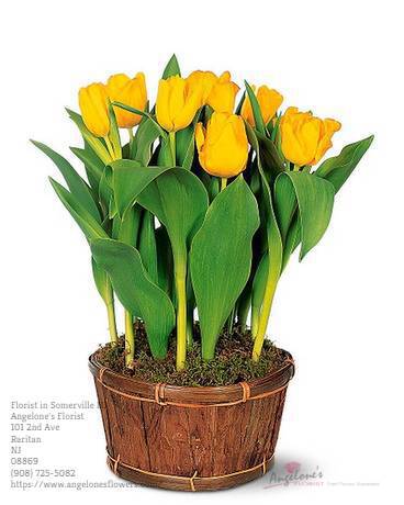 Angelone's Florist