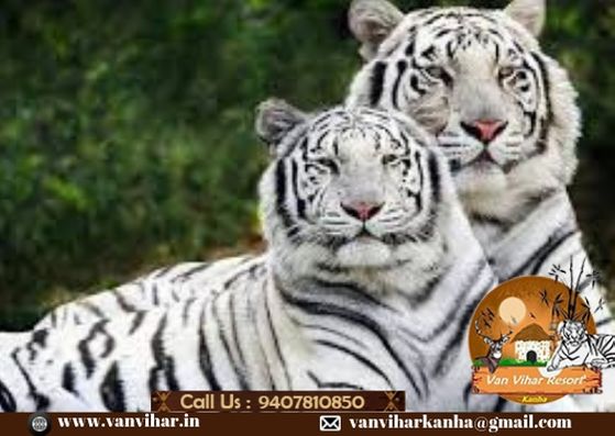 Book hotel and resort in Pachmarhi.