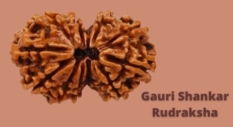 Gauri Shankar Rudraksha