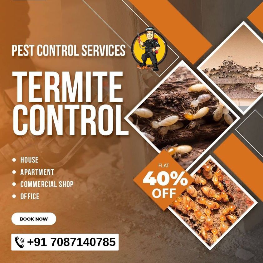 Termite control in Panchkula