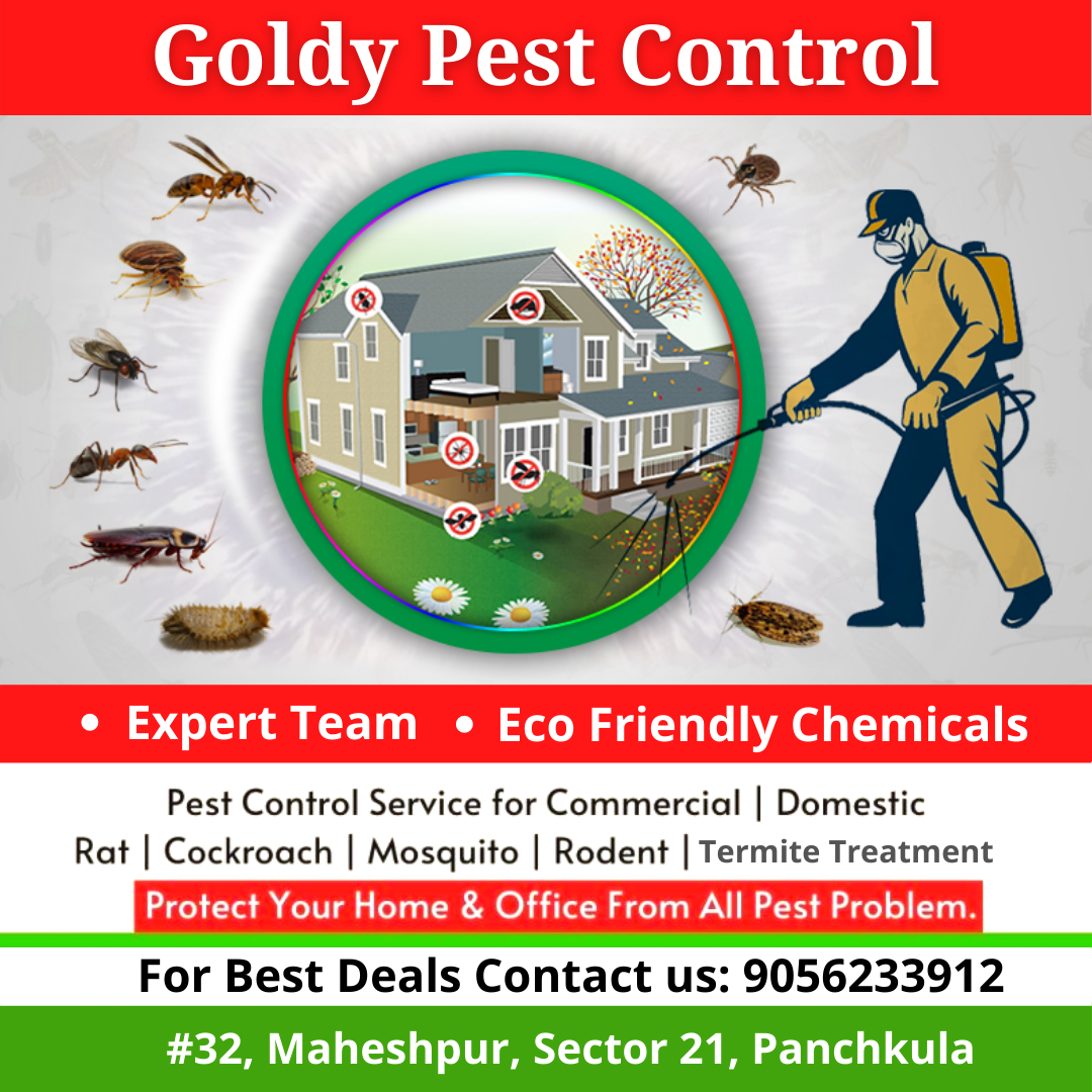 Pest control in Dhakoli