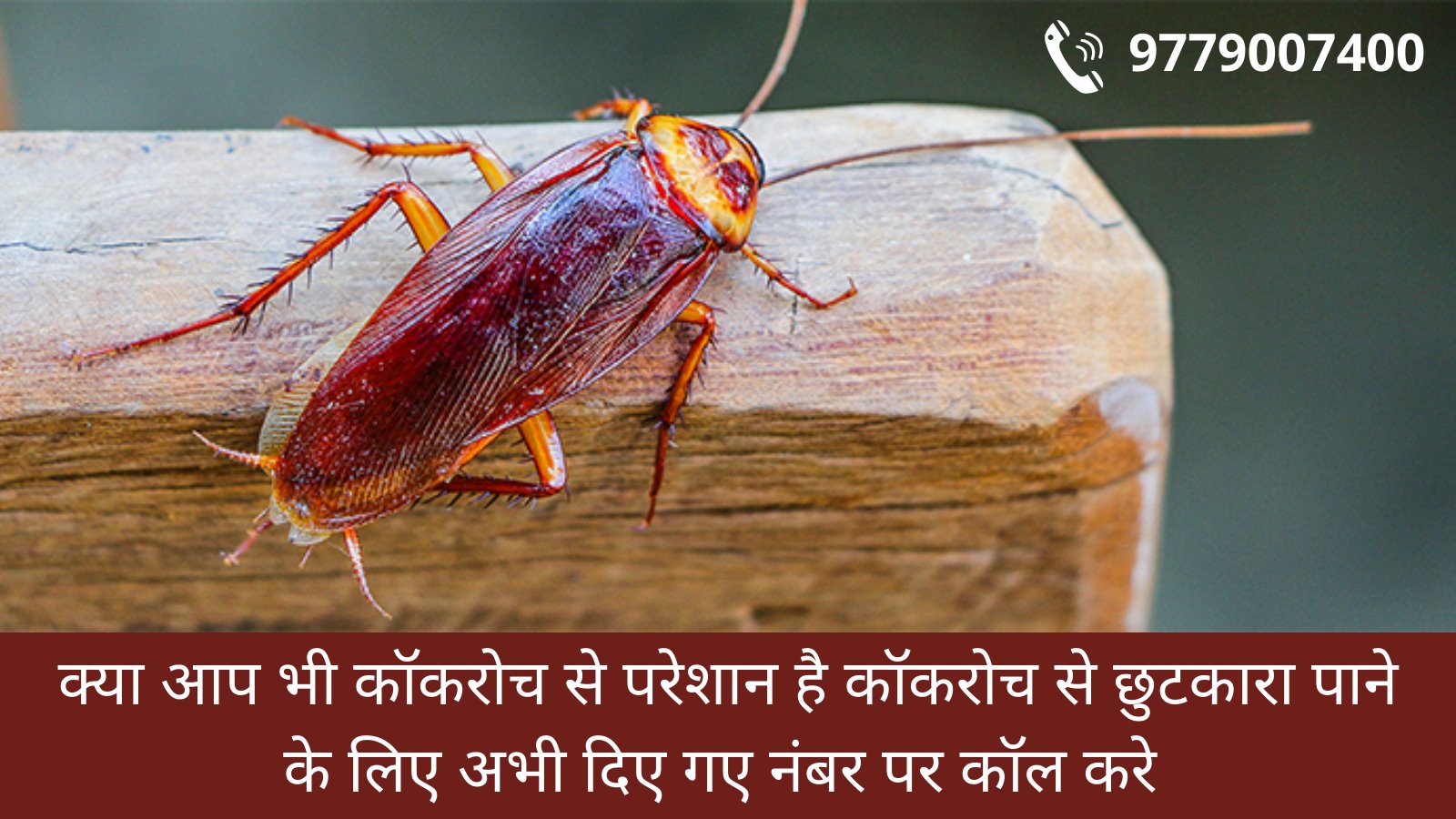 Cockroach Treatment in Zirakpur