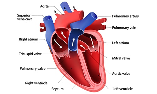 Best cardiac surgeon in Hyderabad