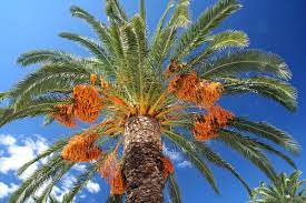 Global Date Palm Market Analysis | Industry Report 2027