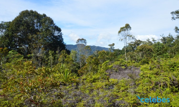 Wisata taman Lore Lindu di Sulawesi Tengah, rumah flora dan fauna endemik langka