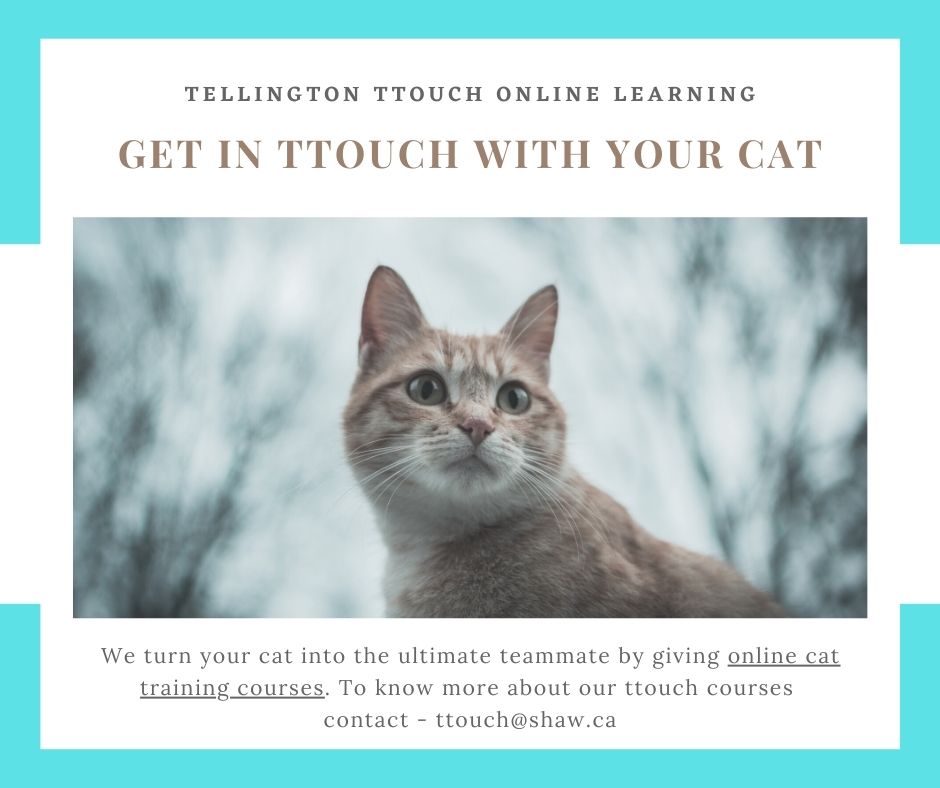 Online Cat Bodywork Training Programs