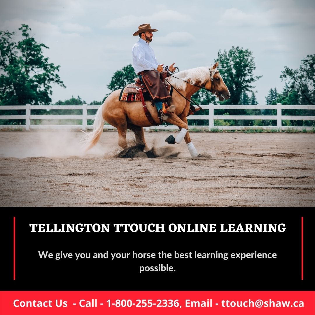 Horse Bodywork Training By Experts