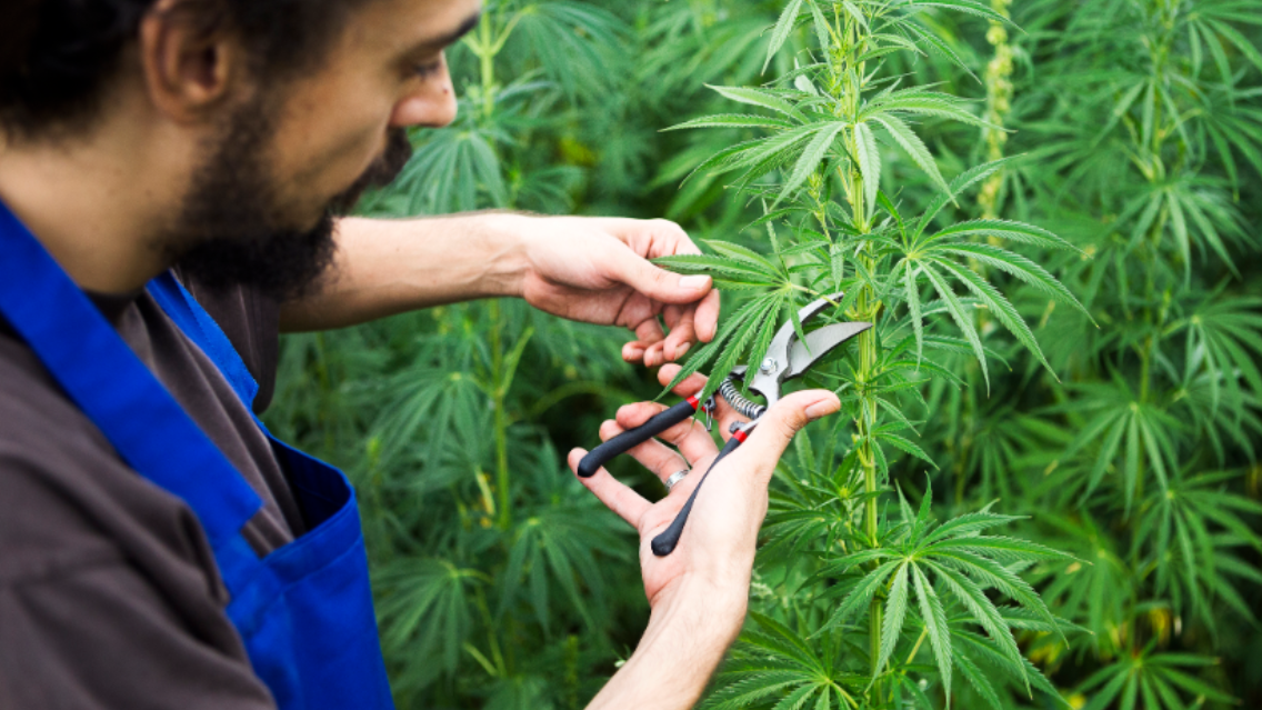 The Story Behind Autoflowering Cannabis