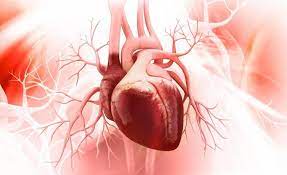 Help with symptoms and prevent sudden cardiac death in patients suffering from Hypertrophic Cardiomyopathy (HCM) Therapeutics