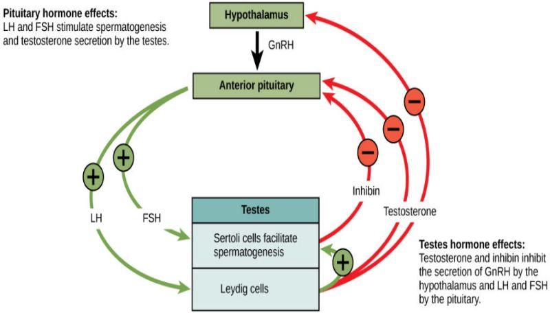 A major role for reproductive hormones in developing female and male reproductive systems