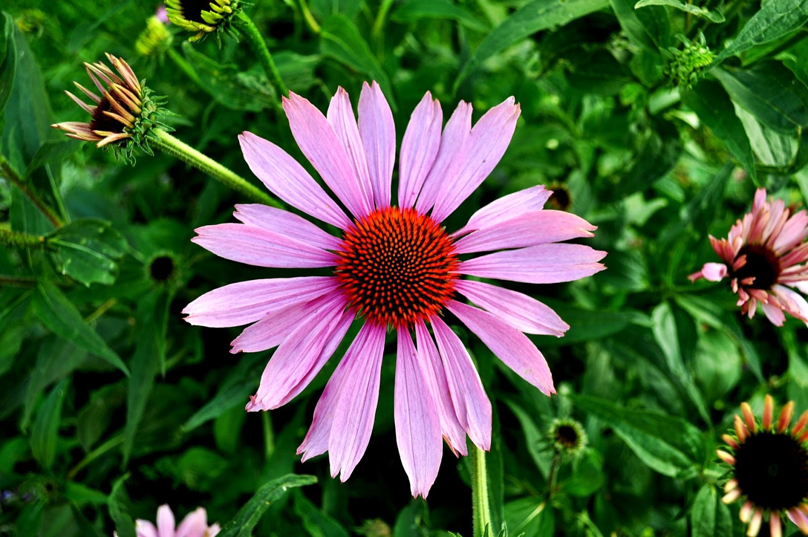 7 Ways Medicinal Herbs Can Be Good For Your Health