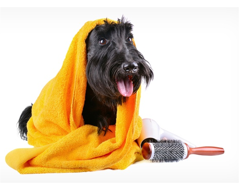 Buy Dog Grooming Supplies Online | Dog Grooming Products - Petzone