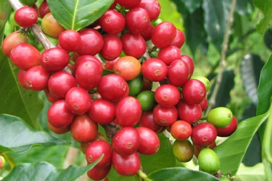 Giá cà phê hôm nay 3/5: Thị trường thế giới sôi động, cà phê trong nước tăng tuần thứ 4 liên tiếp