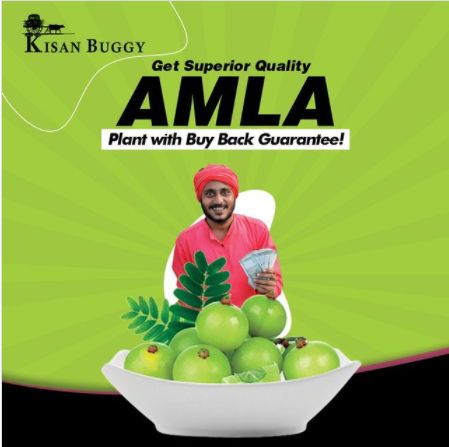 Amla Ki Kheti