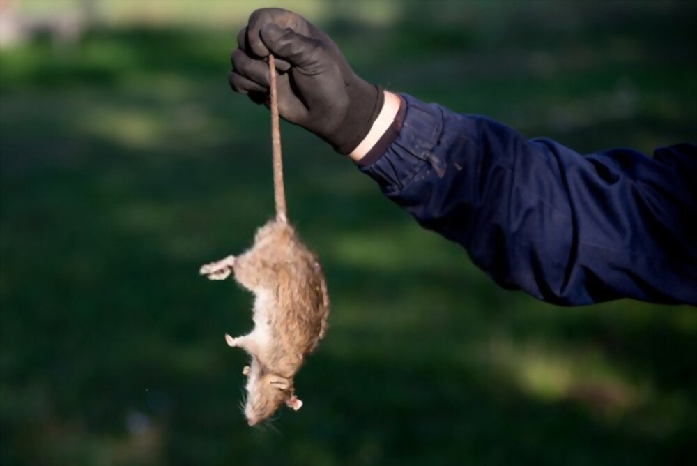 What Do Pest Companies Do?