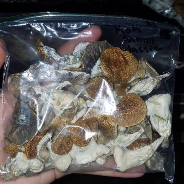 Buy Golden Teacher Mushrooms Online - Skywalk Pharma