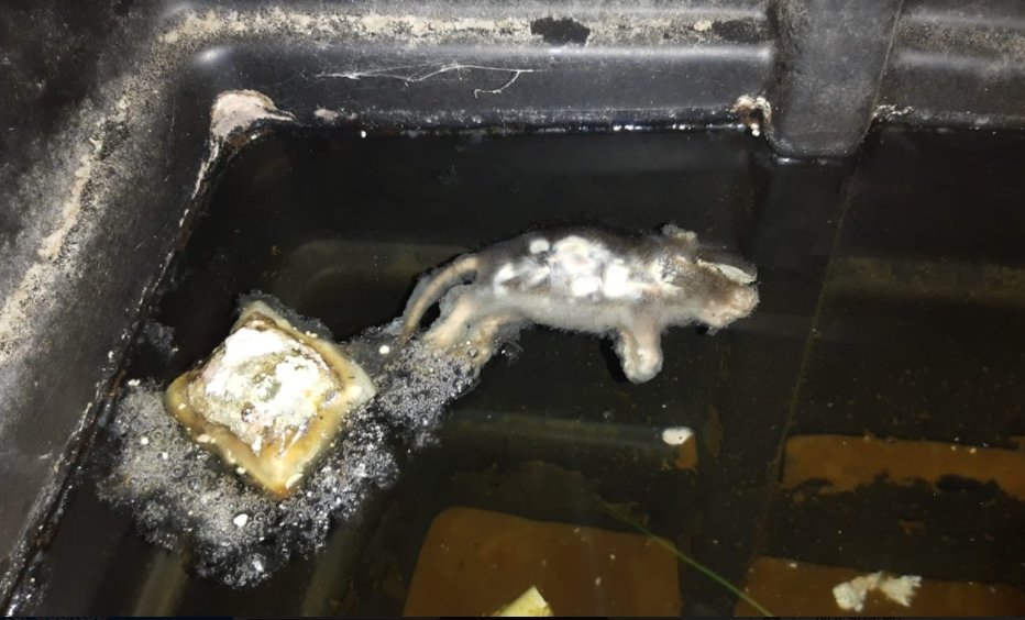 Beware of pollution in water tanks!