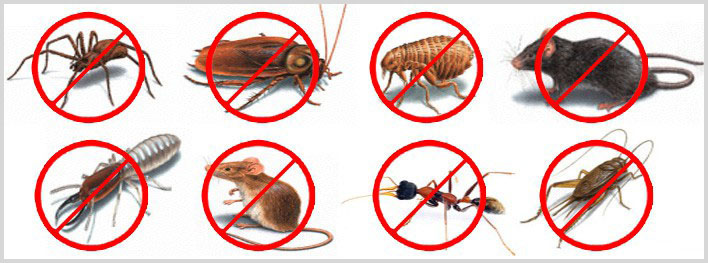 Best Pest Control Hobart