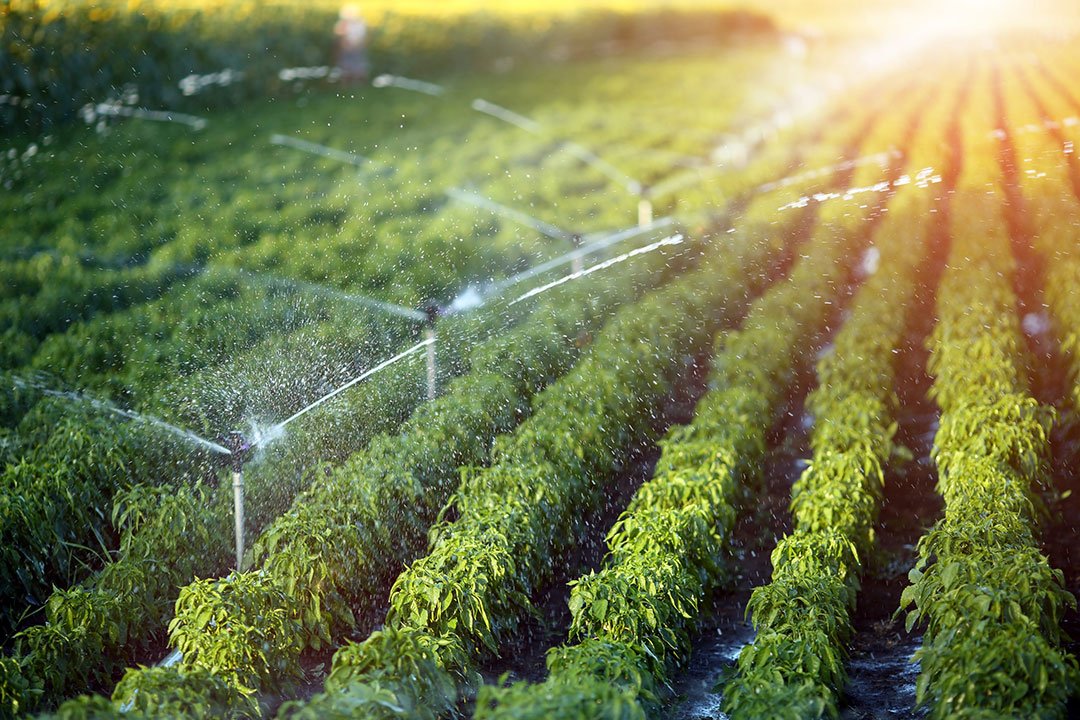 Conserving Water With Your Landscape Irrigation System
