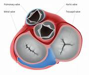 On-X Mechanical Heart Valves