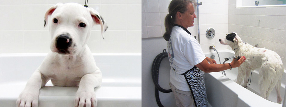 Give The Best Care To Your Precious Dogs With Our Dog Daycare San Marcos
