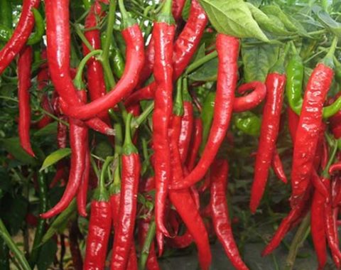 Red Chilli exporters and Suppliers in India