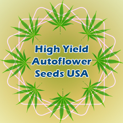 Autoflowering Seeds – A Blockbuster Hit Among Growers