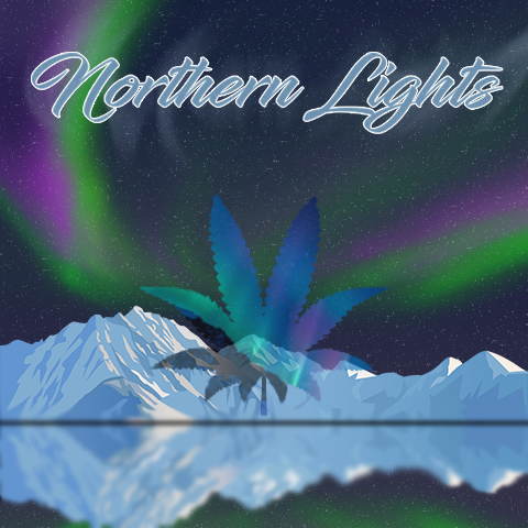 3 Things to Know Before Buying Northern Lights Strain Seeds