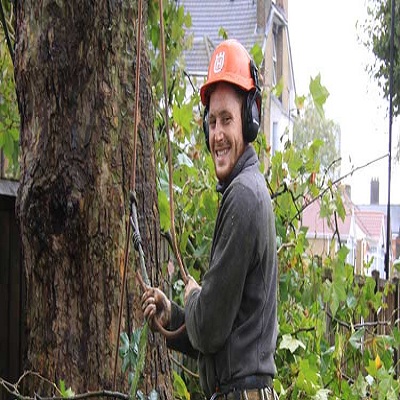 Tree Surgeons Enfield