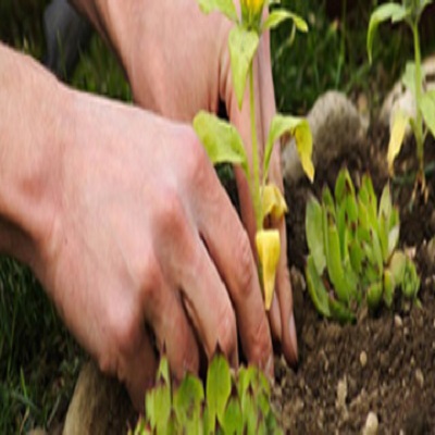 Tree Surgeons Dulwich