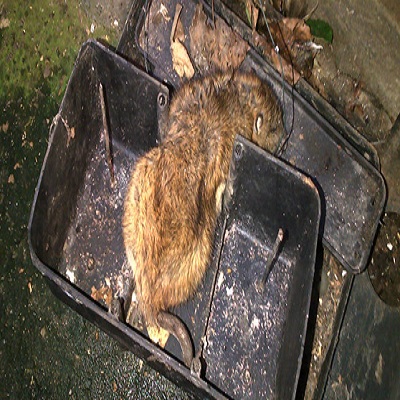 Pest Control In Kensington