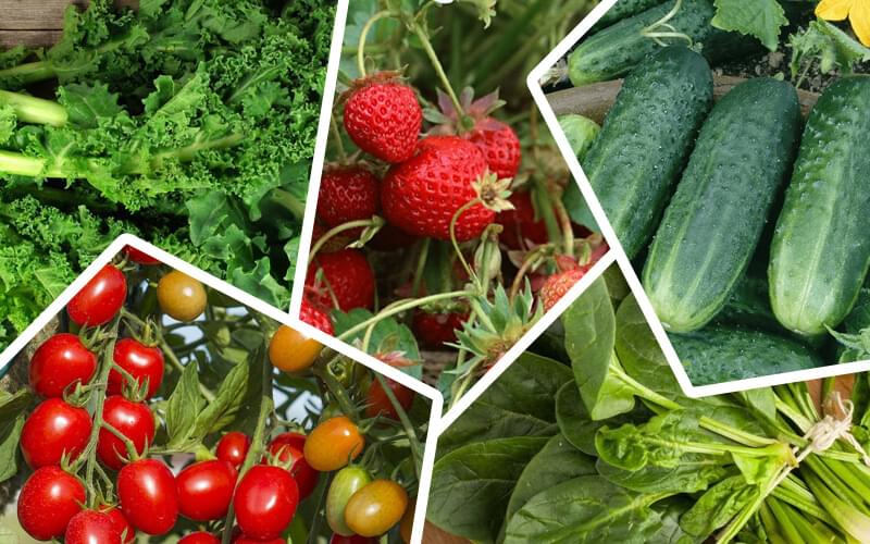 Fruits online Hyderabad