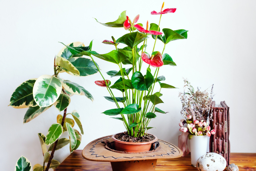 Decorate Home Interior with House Plants - Open Doors For Freshness