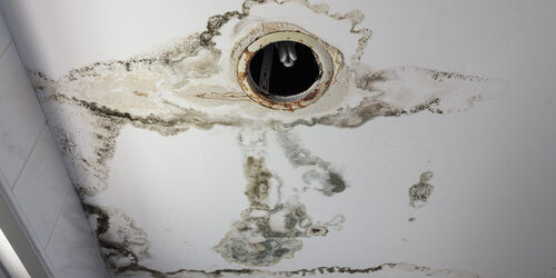 What to Do If You Suspect Mold Inside Your Home