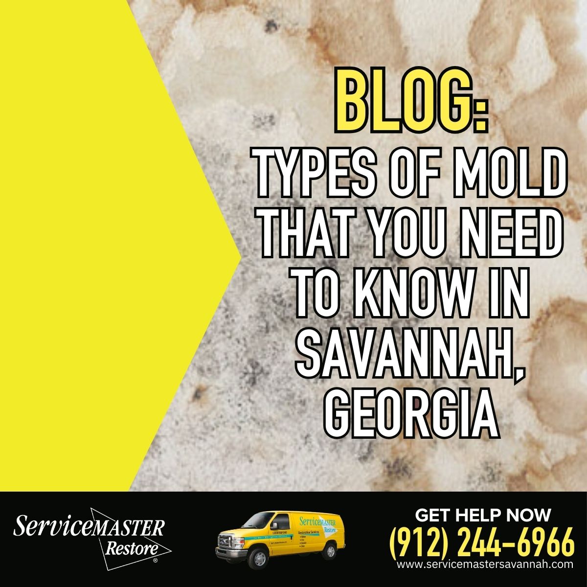 Blog:Types  Of Mold That You Need to Know in savannah Georgia
