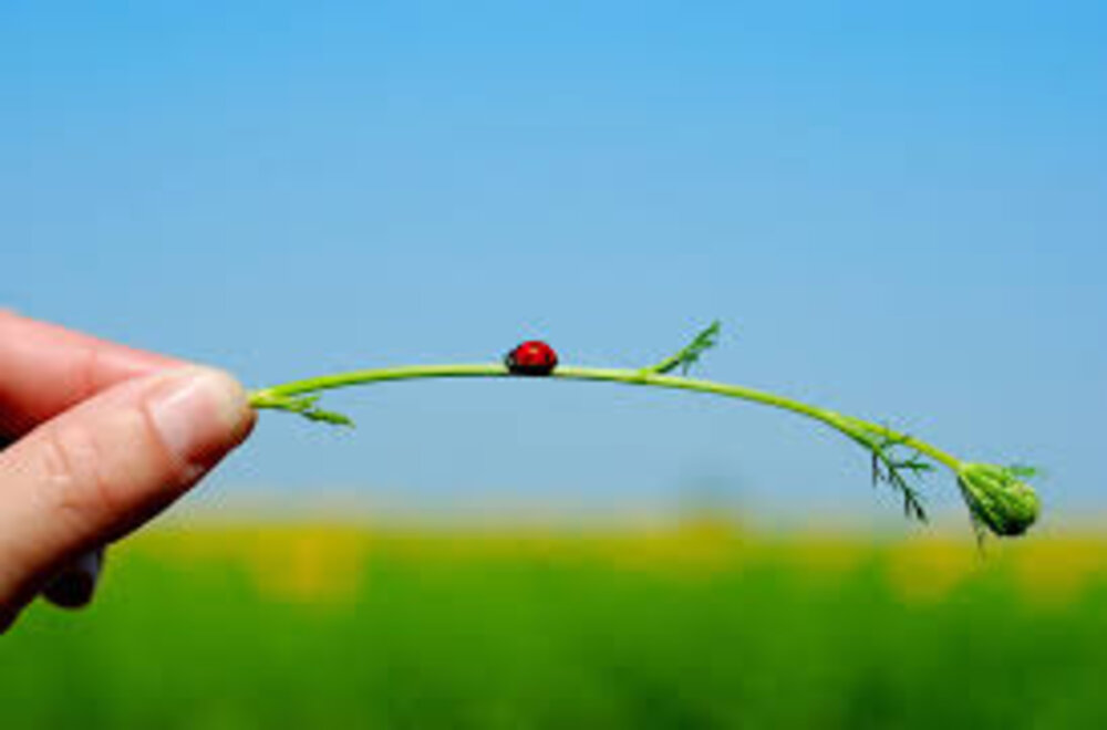 General Pest Control