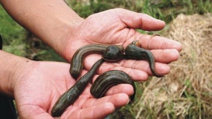 Mơ thấy đỉa cắn đánh con gì, là điềm gì