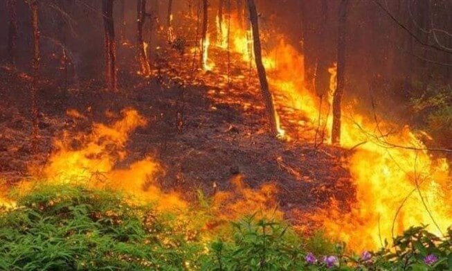 Nằm mơ thấy lửa cháy rừng là điềm gì, đánh số gì