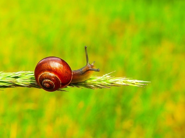 Mơ thấy con ốc đánh số gì -Chiêm bao thấy ốc là điềm gì?