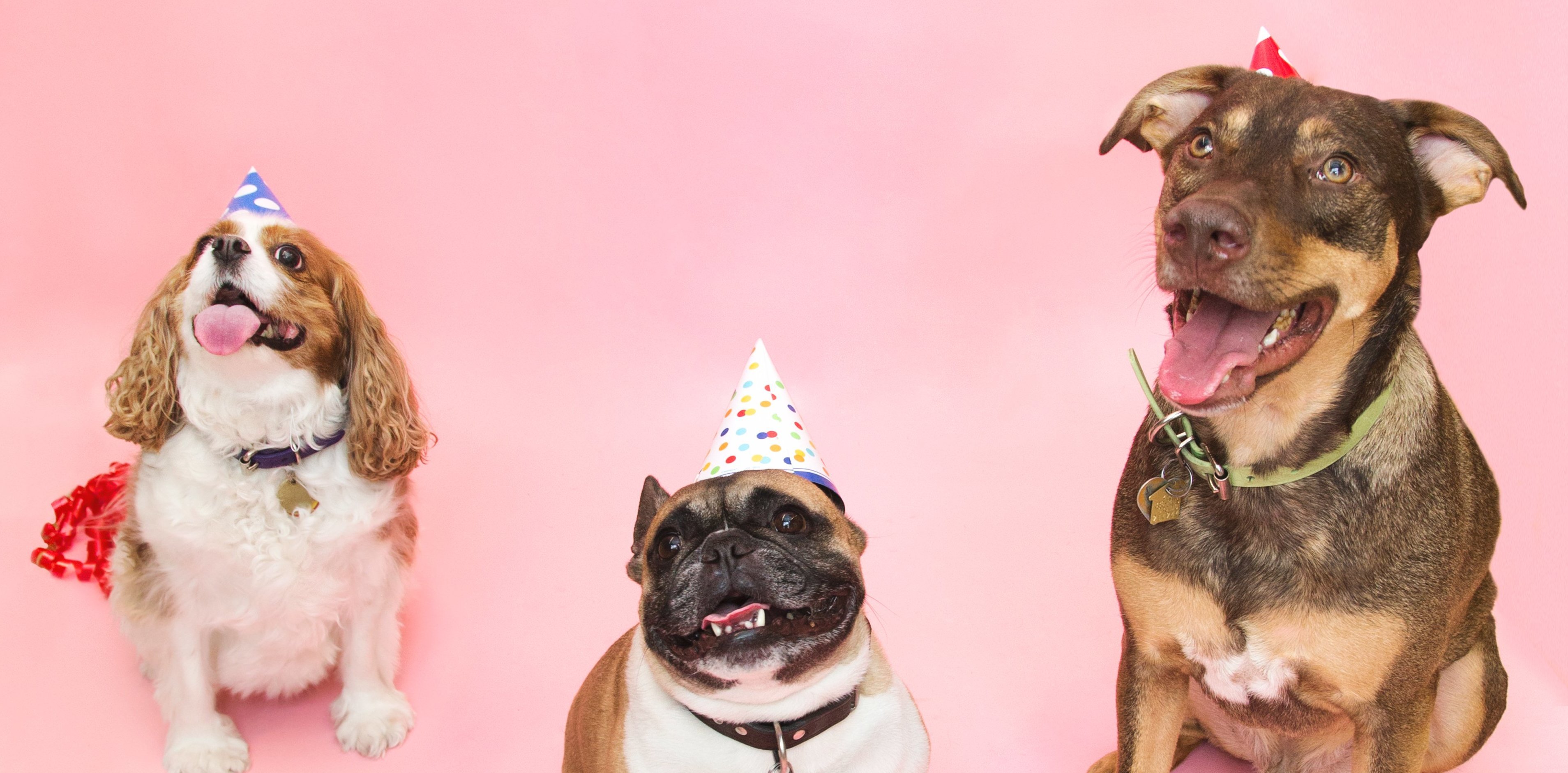 Buy Eco-Friendly And Premium Quality Pet Products