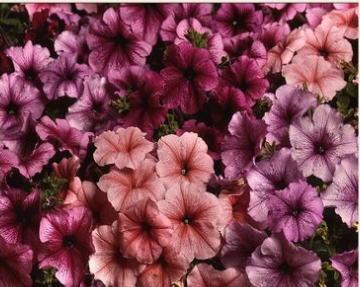 Buy vegetables seeds online and grow it naturally